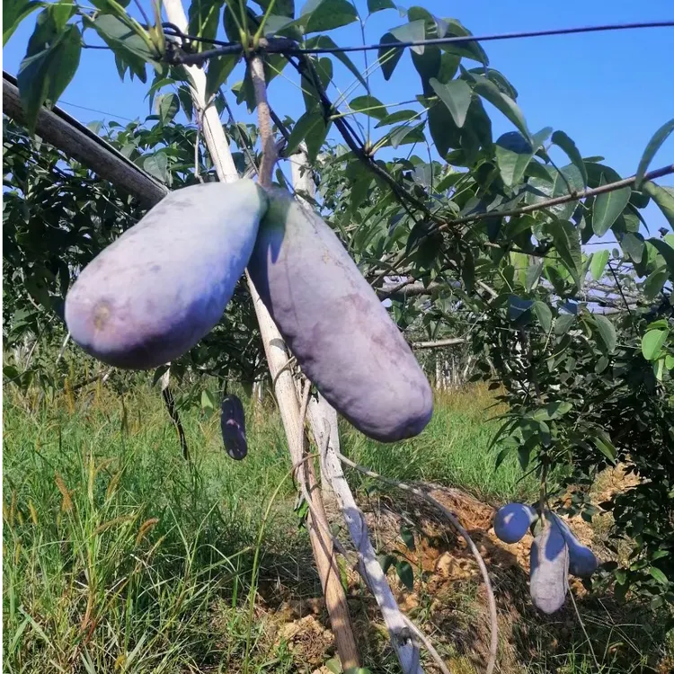 四川新鲜现摘八月瓜八月炸包邮当季网红水果