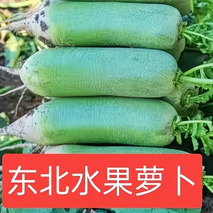 黑龙江寒地水果萝卜，5斤发货