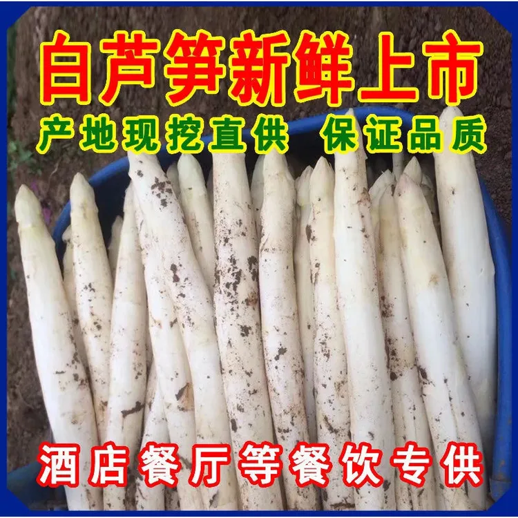 2025特产新鲜白芦笋头茬农家自种现采速发现挖鲜嫩蔬菜产地直发