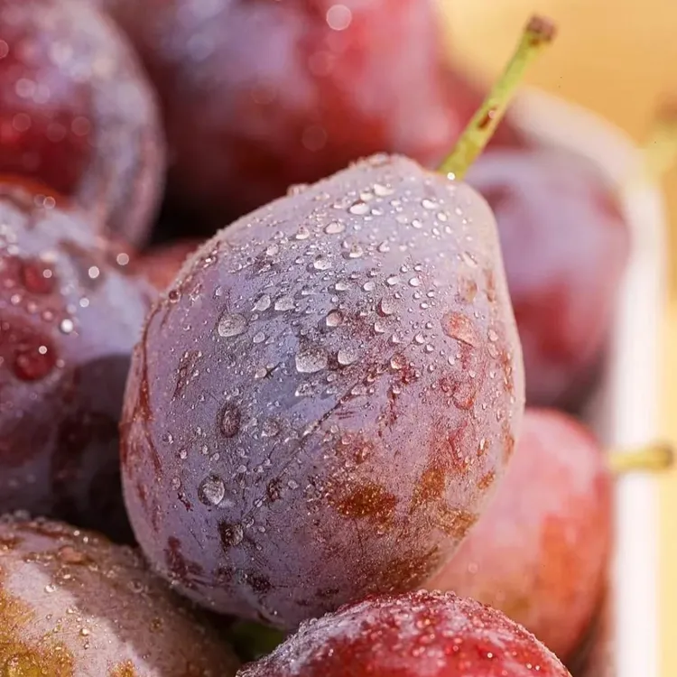 新疆西梅法兰西西梅新鲜应季酸甜西梅