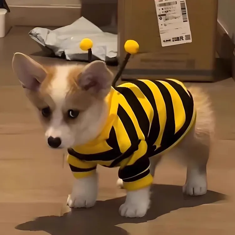 狗狗衣服秋冬款蜜蜂装小柯基泰迪比熊贵宾小型犬宠物保暖猫咪卫衣