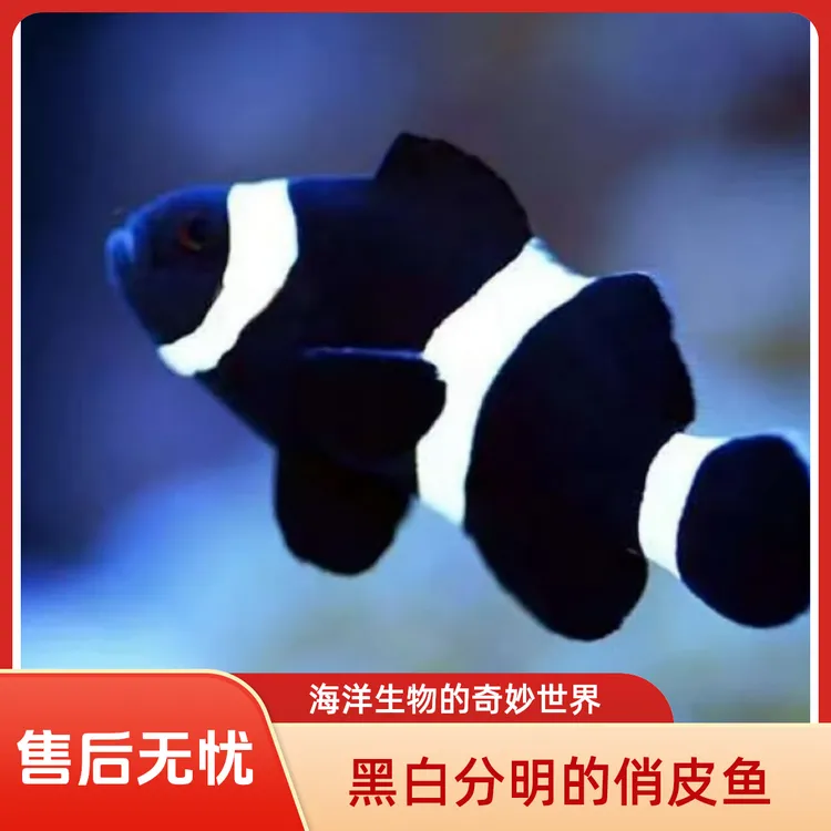 3条奥黑-人工饲养观赏小丑鱼-海水观赏鱼新手可养入门观赏鱼