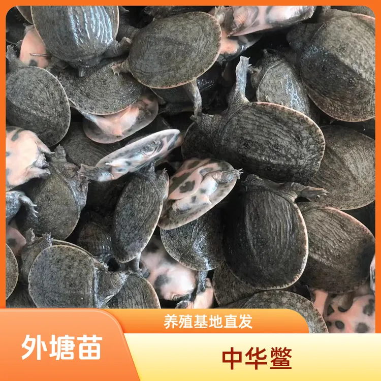 江西南丰纯外塘冷水甲鱼苗团鱼鳖鱼塘水库套养首选成活率高包邮