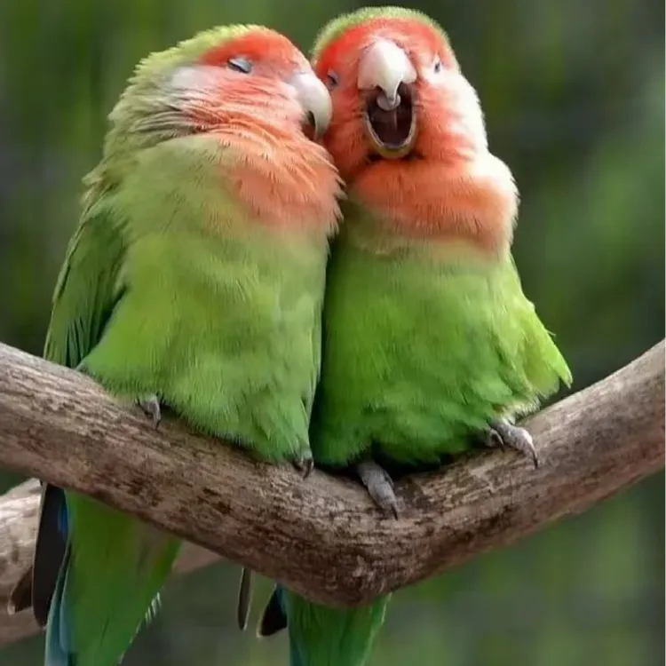 可放飞技能型牡丹鹦鹉 【已驯化】互动宠物鸟活体（一物一拍）