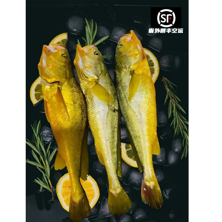 正宗宁德深海大黄鱼家庭宴会，当晚捕捞，次日顺丰发货。黄河鲤鱼