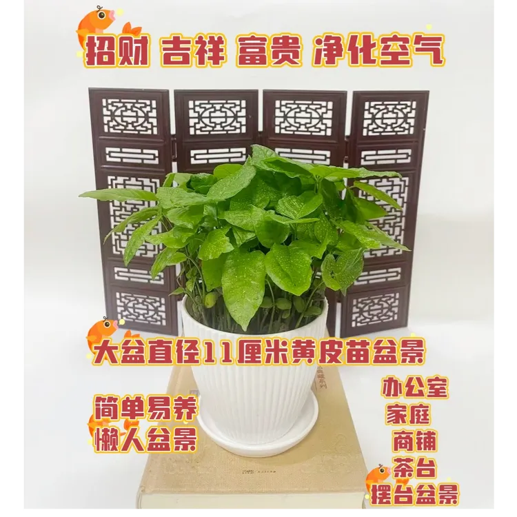 顺丰黄皮苗盆栽柚子叶苗带盆新鲜苗圃去晦气招财吉祥乔迁新居除霉