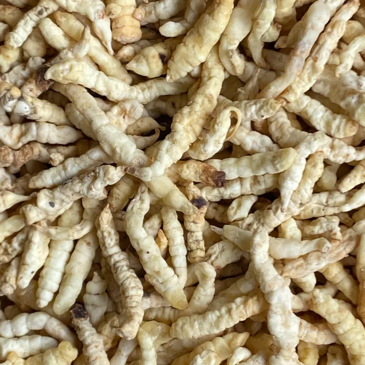 白虫草 包邮  正宗云南高原山货 精调饱满 