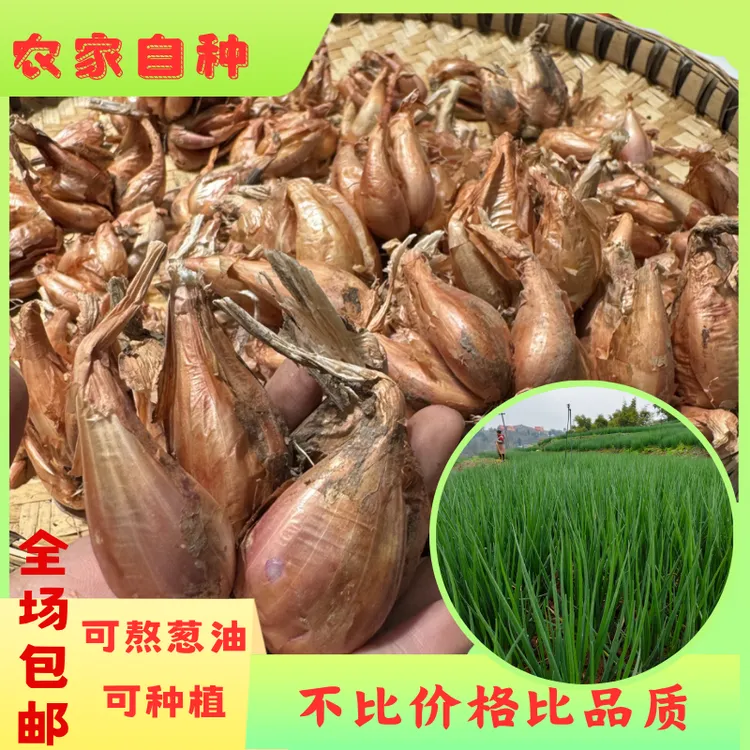 正宗农家四季小香葱头可盆栽食用香味浓长势好