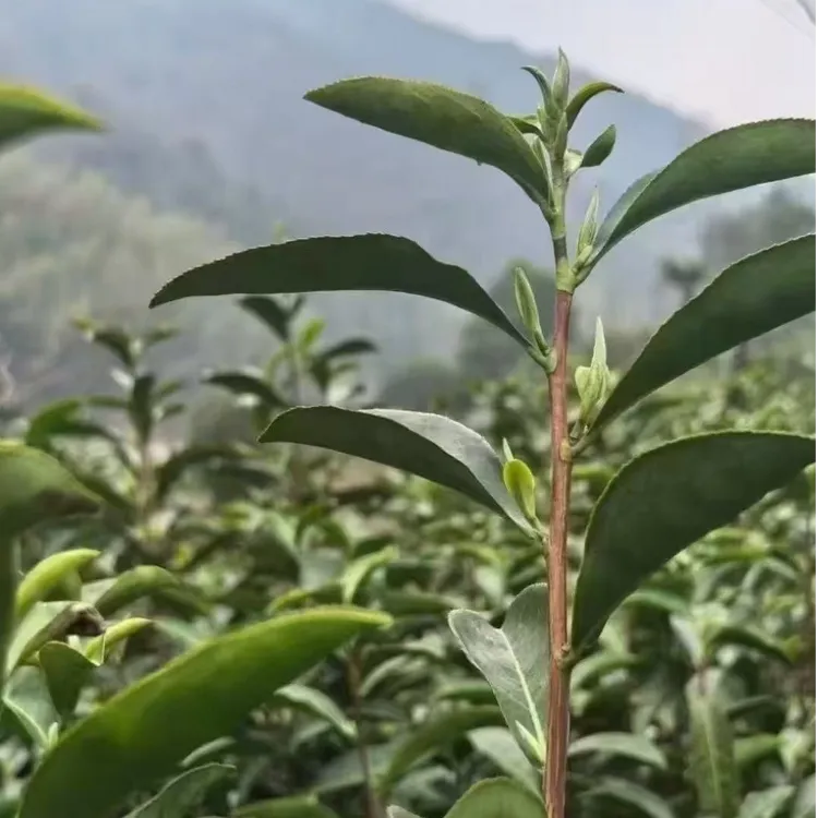 【信茶山】高山绿茶2025新茶上市 信阳毛尖明前小芽特级放心好茶 