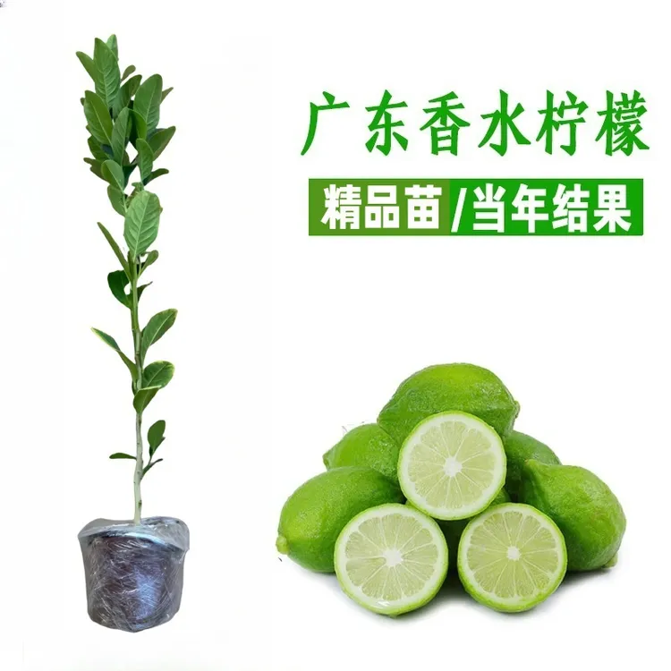 广东香水柠檬苗阳台盆栽台湾四季香水柠檬苗尤力克柠檬苗四季结果