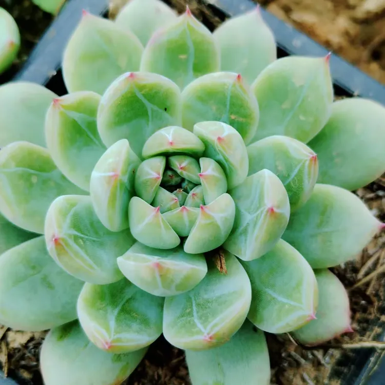 大颗单头暗纹雪花珍妮多肉植物 室内盆栽实物好养桌面植物多肉