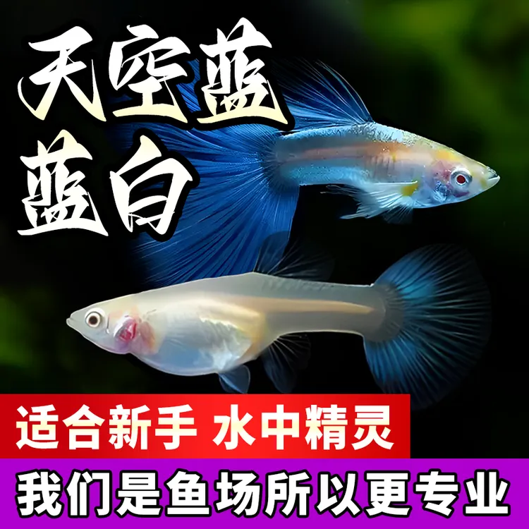 孔雀鱼活体蓝白天空蓝活鱼热带鱼观赏鱼