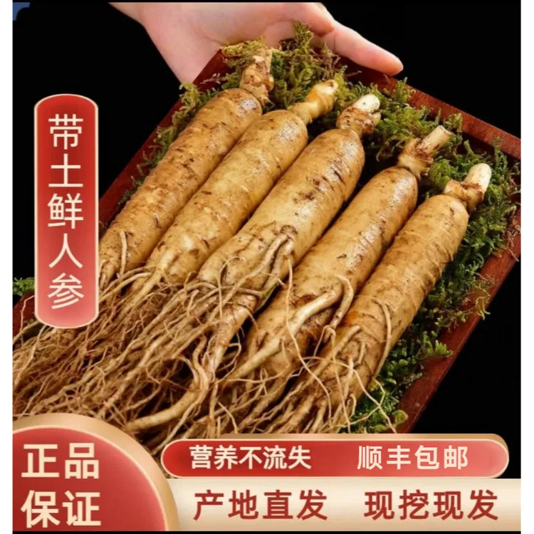 长白山鲜人参新鲜现挖足龄带土鲜人参产地直发顺丰空运包邮