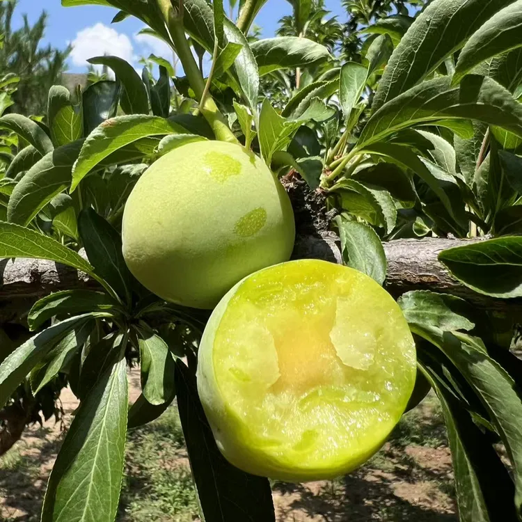 正宗黄河滩应季新鲜清脆凤凰李原产地现采顺丰发货酸甜爽口多汁