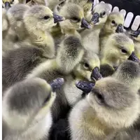 宠物 灰色 买5送5到手 10只装 包邮