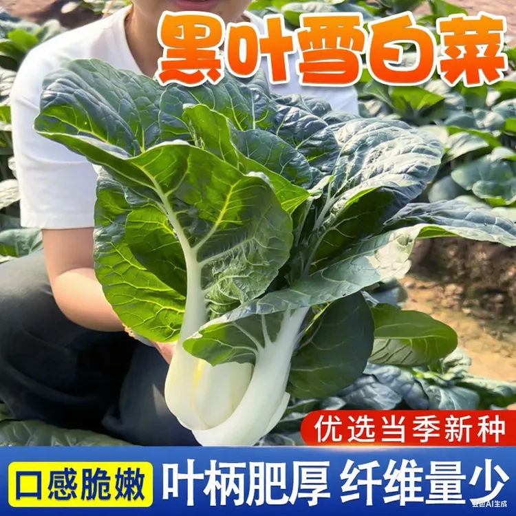 黑叶雪白菜种子奶白菜种子矮脚小白菜阳台田园易种蔬菜青菜种籽