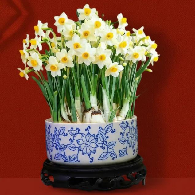 漳州正宗水仙花福建省花白色新中式青花陶瓷盆器带底座