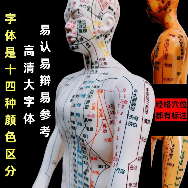 彩色14色区分清晰刻字人体经络穴位模型全身针灸按摩教学小皮人