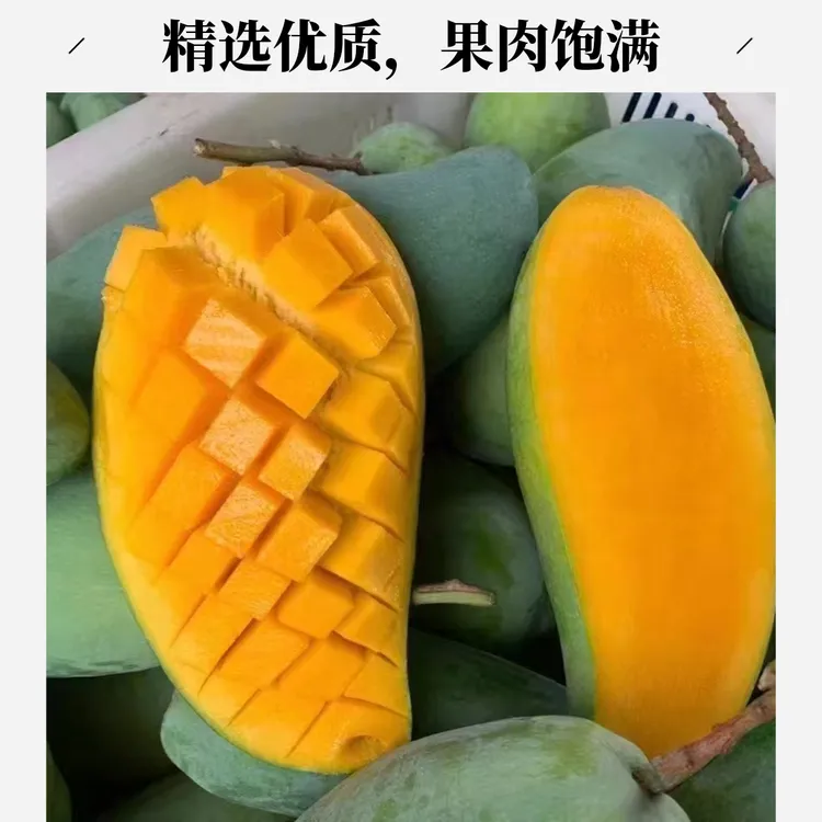 四川攀枝花新鲜大果芒果金煌芒水果特大芒