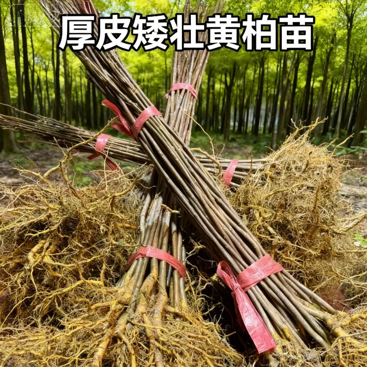 矮壮川黄柏苗正宗厚皮黄柏苗大叶黄柏苗剥皮卖造林苗木