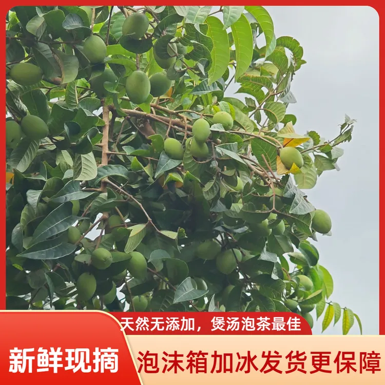高州特产新鲜青橄榄可生吃适合煲汤煮茶泡酒的孕妇水果