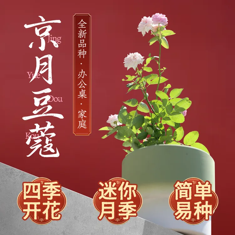 农科院月季花苗京月豆蔻千重瓣迷你月季四季阳台盆栽桌面花卉绿植