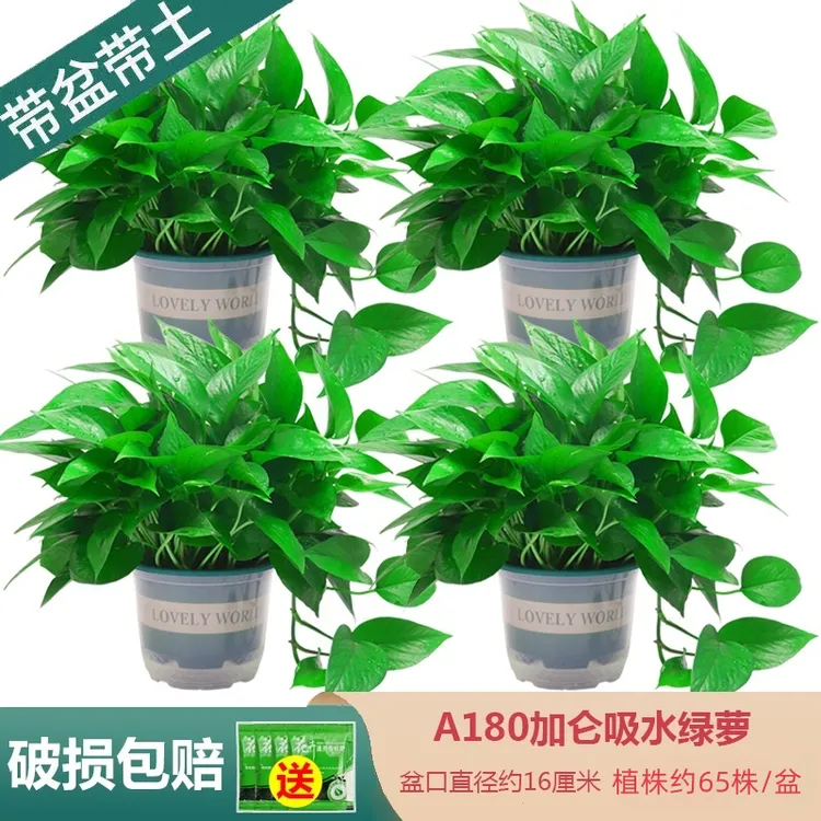 绿萝基地批发室内绿植物除甲醛长藤新房盆栽家用吸甲醛大绿箩直销