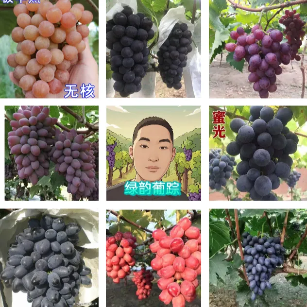 绿韵葡踪小智师傅推荐 一年裸根葡萄