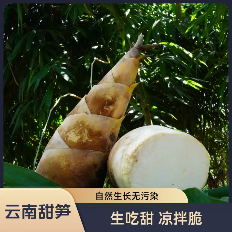 【顺丰冷链】云南高山甜笋雨林甜笋生吃甜低卡刺身煲汤煮鸡西双版纳