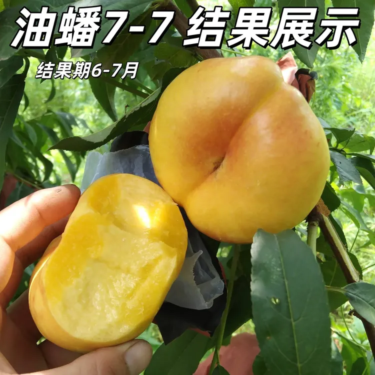 新品种蟠桃树苗7-7中油蟠9号黄金嫁接油蟠南方北方种植果树苗地栽