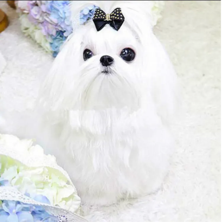 宠物活体马尔济斯狗狗