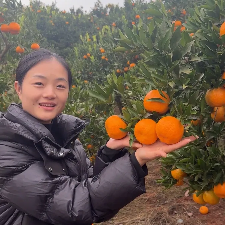 【何支书助农】四川正宗屏山老品种椪柑柑橘橘子应季鲜果自然成熟