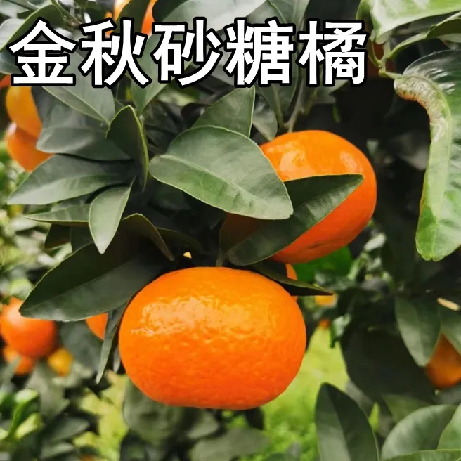 金秋砂糖桔苗树南北方地栽沙糖桔果树苗盆栽嫁接桔子树苗庭院种植