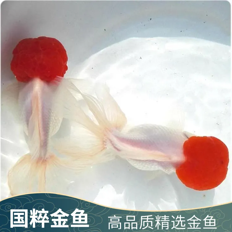 爆款观赏鱼鸿运当红狮泰狮黑金鱼好养易活冷水淡水鱼包邮渔场直发