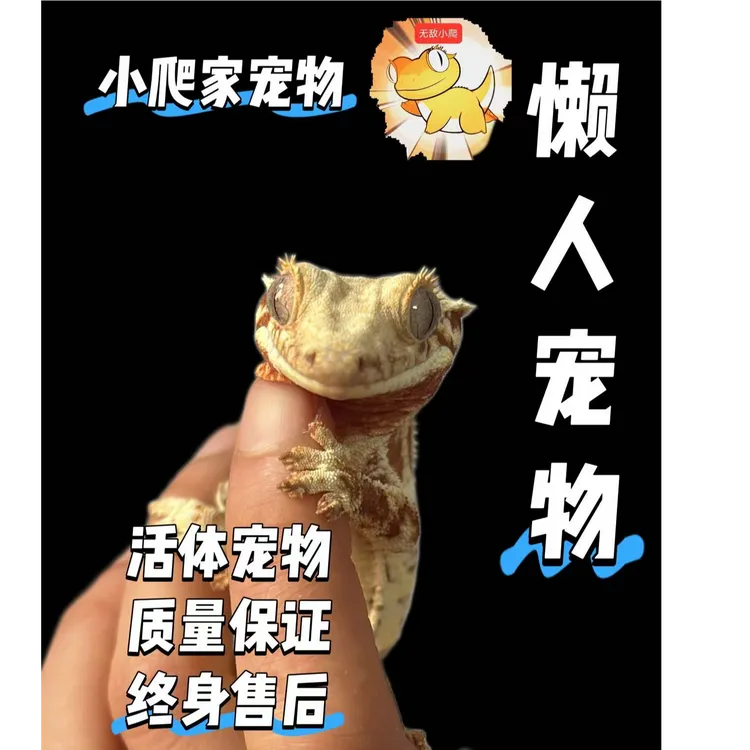 【小爬宠物】睫角守宫莉莉白奶油双红新手入门懒人宠物易活温顺