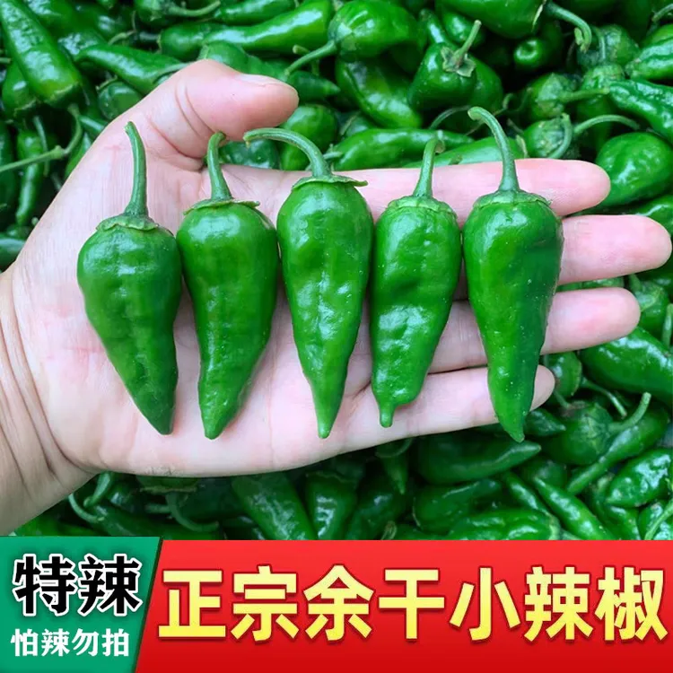 正宗余干小辣椒薄皮特辣辣椒爆辣土辣椒新鲜农家自种青椒1/3/5斤