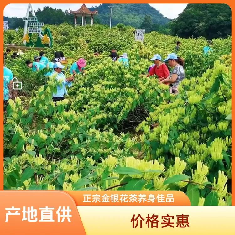 精选金银花茶 产地直发 无熏无硫可搭配枸杞菊花红枣泡水饮用 