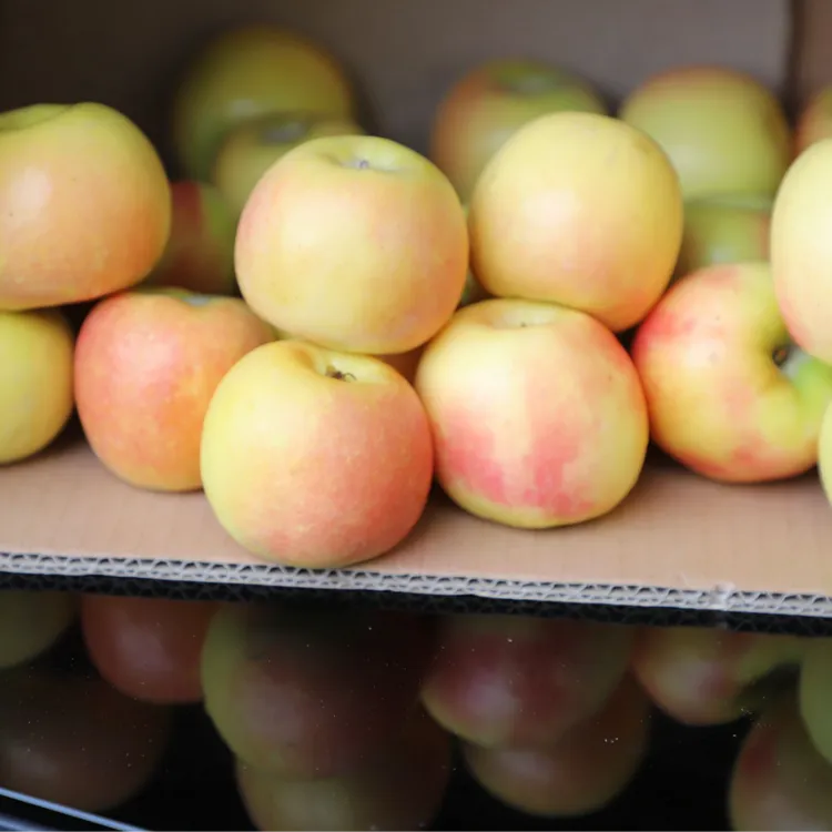 新疆泽普瑞雪宝宝果微瑕 有机小体果甜度17 60-70mm大小脆甜可口 