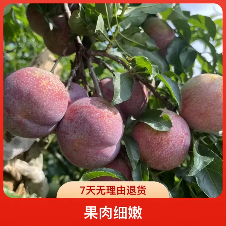 钱排新鲜现摘红心三华李当季专用水果酸甜脆可口孕妇优选