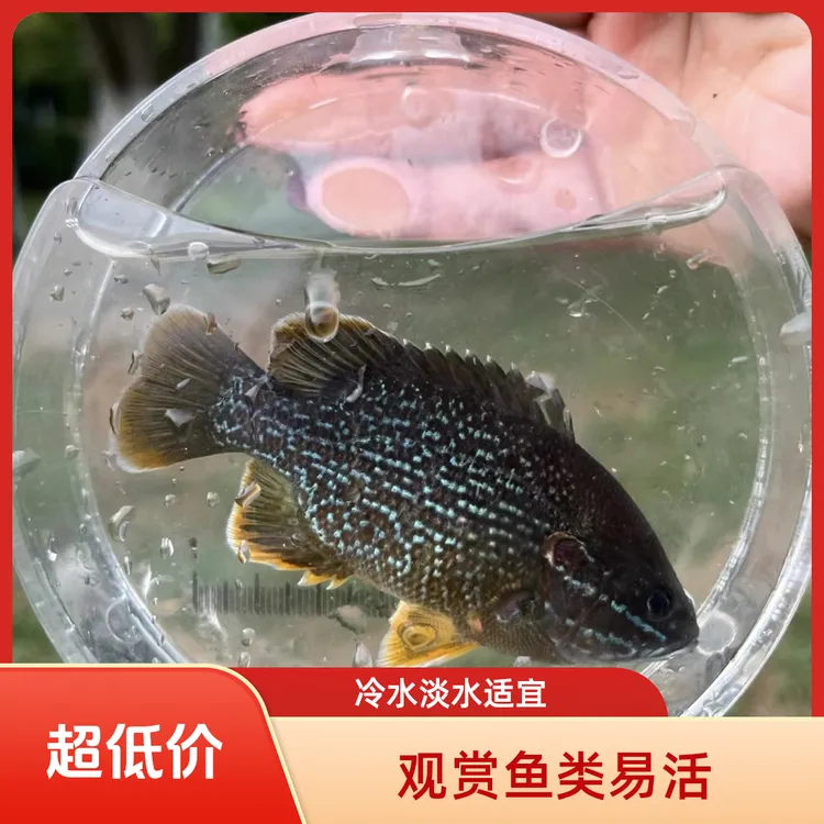 新品网红原生太阳鱼小型观赏养冷水淡水群游易活无需打氧过滤招财