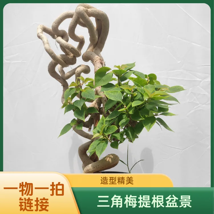 三角梅盆景老桩提根三角梅根艺造型