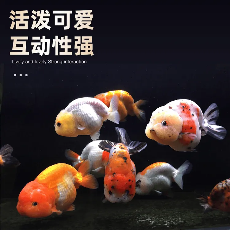 冷水鱼小型淡水鱼活鱼水族兰寿金鱼观赏鱼冷水鹦鹉鱼顶红鎏金包邮