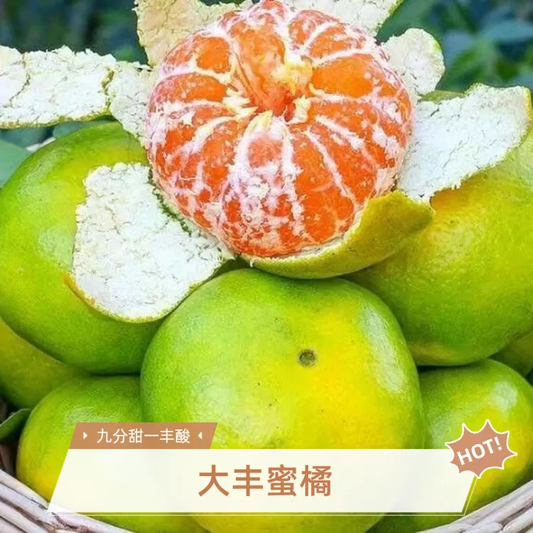 临海特早大丰蜜橘无核省心食用高山现摘新鲜速达皮薄多汁产地发