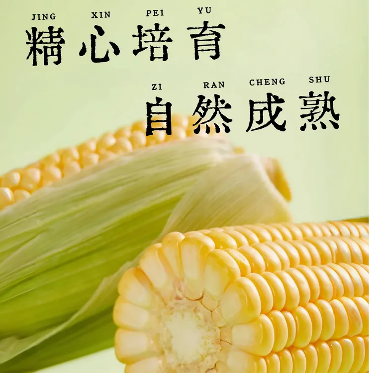 619黄糯玉米糯而不粘无硬芯非转基因0添加非多次加工陈玉米东北