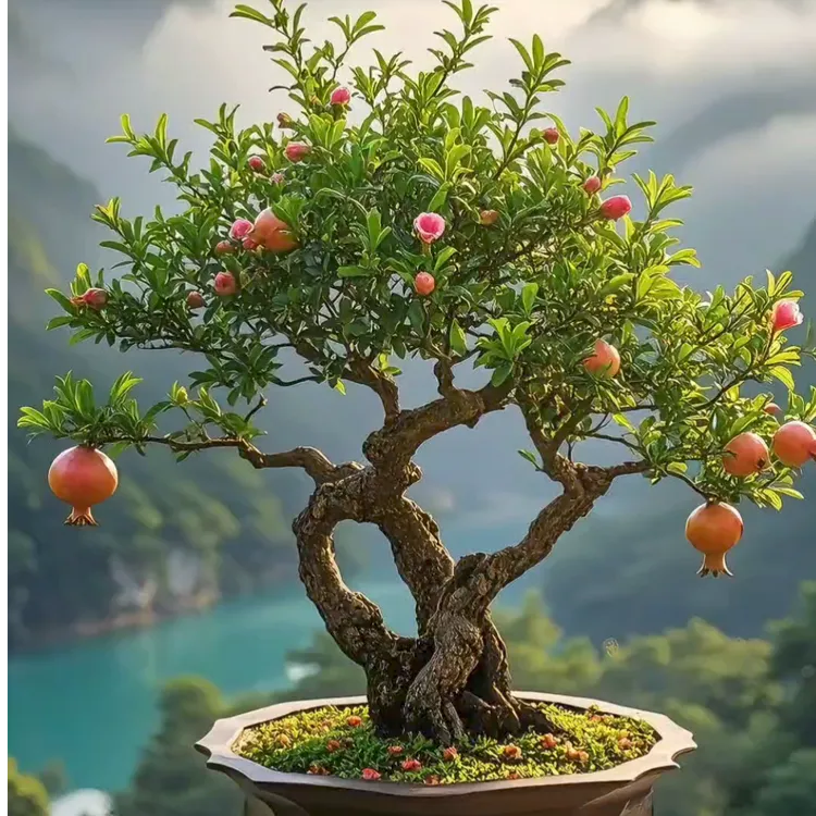 家庭室外庭院树木盆景老桩耐寒室内外绿化造景观赏植物大红袍