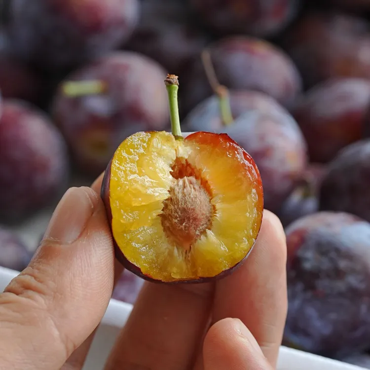 【脆爽清甜】高山羌脆李黑珍珠李子微酸有味新鲜京东空运