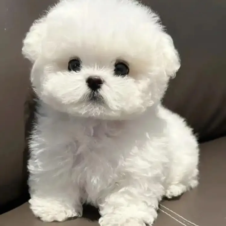 比熊小型犬幼犬呆萌可爱不掉毛狗狗适合家养小宠物送货上门泰迪熊