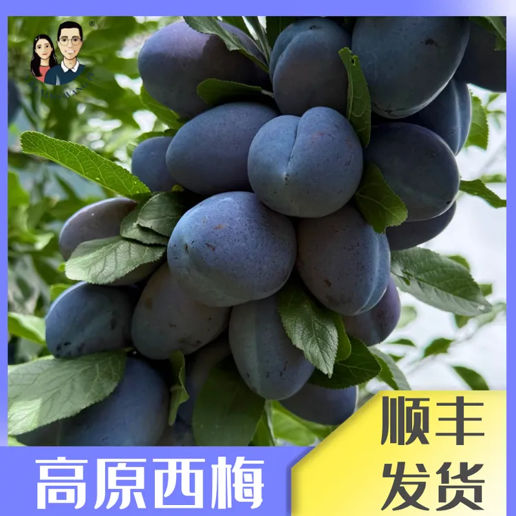 【高原西梅】阿坝小王子汶川高原西梅新鲜水果净重5斤装礼盒装