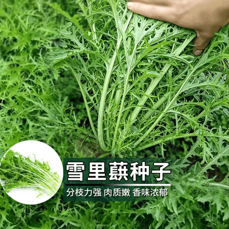 雪里蕻种子雪菜四季蔬菜种植简单阳台小院盆栽.