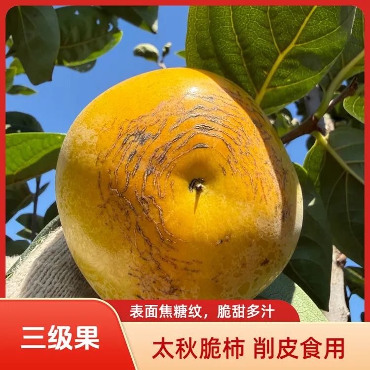 三级果太秋甜柿丑脸柿脆甜多汁不涩山西产地直发（顺丰/京东包邮）